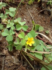 Oxalis glaucescens
