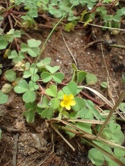 Oxalis glaucescens