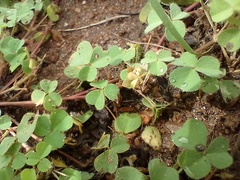 Oxalis glaucescens