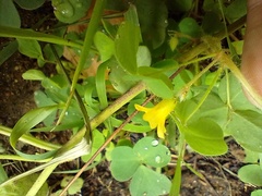 Oxalis glaucescens