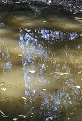 Pseudacris hypochondriaca