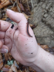 Pseudopolydesmus canadensis