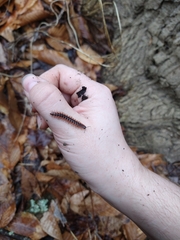 Pseudopolydesmus canadensis