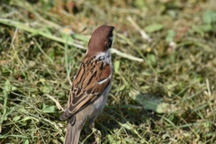 Passer montanus