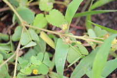 Oxalis glaucescens