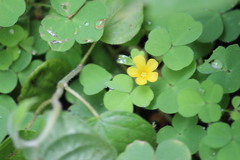 Oxalis glaucescens