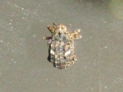 Eubulus