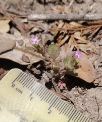 Collomia heterophylla