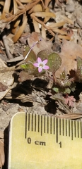 Collomia heterophylla
