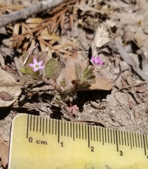 Collomia heterophylla