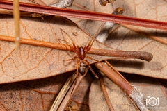 Castianeira gertschi