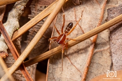 Castianeira gertschi