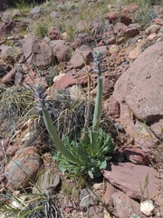 Caulanthus crassicaulis