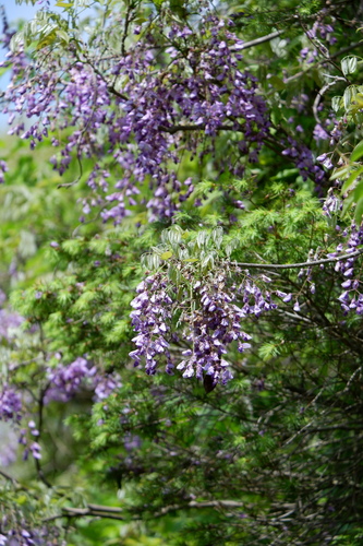 Wisteria floribunda