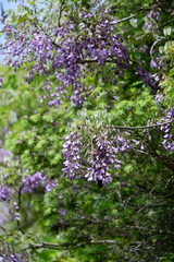 Wisteria floribunda