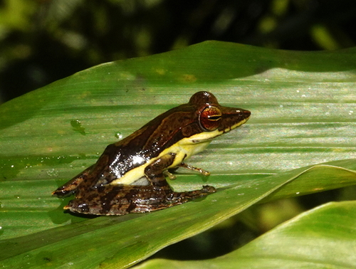 Fastigo Whipping Frog, Taruga fastigo
