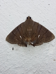 Dyomyx egista