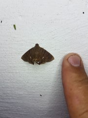 Dyomyx egista