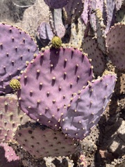 Opuntia santa-rita
