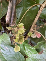 Combretum fruticosum