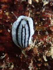 Phyllidiopsis xishaensis