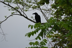 Corvus macrorhynchos