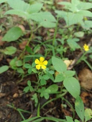 Oxalis divaricata