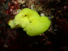 Notodoris citrina