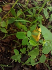 Oxalis divaricata