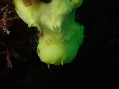 Notodoris citrina