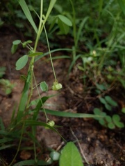 Oxalis divaricata