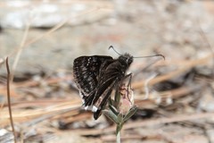 Erynnis pacuvius