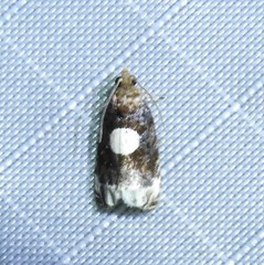 Olethreutes devotana