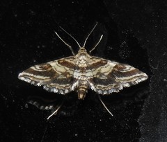Contiger vittatalis