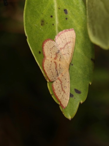Cyclophora culicaria photo 3