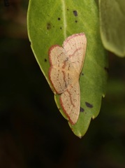 Image of Cyclophora culicaria