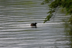 Tachybaptus ruficollis