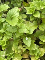 Clinopodium douglasii