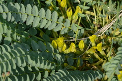 Astragalus macronyx