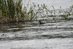 Tachybaptus ruficollis