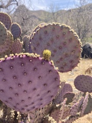 Opuntia santa-rita