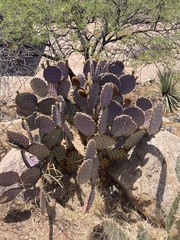 Opuntia santa-rita
