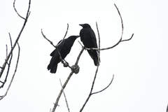 Corvus macrorhynchos