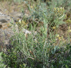 Astragalus bossuensis