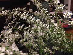 Spiraea thunbergii