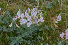 Vicia subvillosa