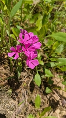 Phlox glaberrima