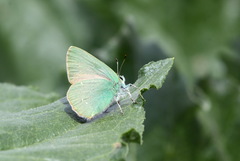 Callophrys suaveola
