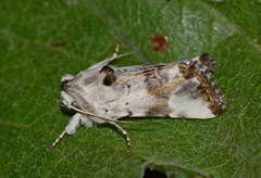 Calophasia opalina