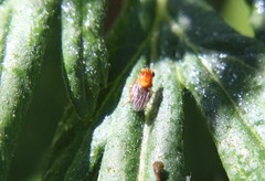 Thaumatomyia rubida